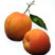 Apricot Oil