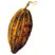 Cocoa Palm