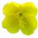 Evening Primrose Oil