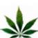 Hemp oil