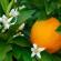 Orange flower water