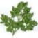 Parsley