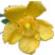 St John’s Wort