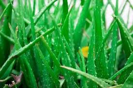 Aloe