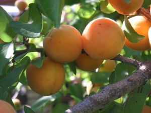 apricot tree