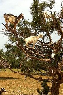 argan tree