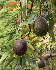 avocado tree