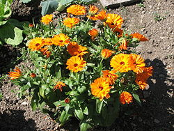 calendula