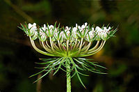 carrot plant
