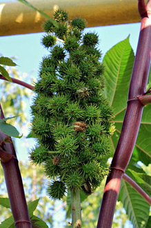 castor oil plant