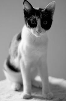 cat