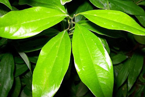cinnamon leaf