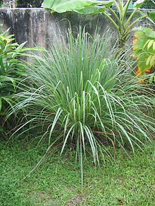 citronella plant