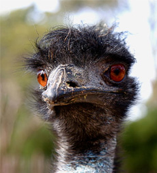 emu