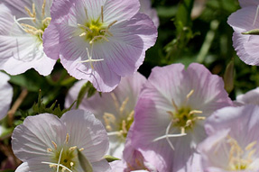 evening primrose