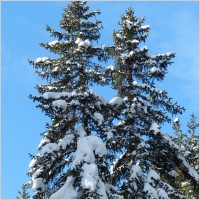 fir tree
