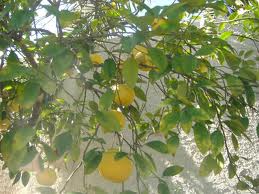 Grapefruit