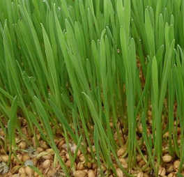 chlorophyll