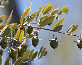 jojoba plant