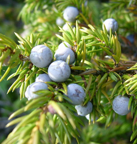 juniper
