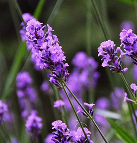 lavender