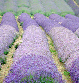 lavender hills