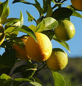lemon tree