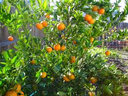 Mandarin