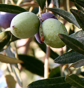 olive tree
