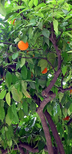 orange tree