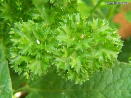 Parsley - Natural product ingredients | Earth to Body
