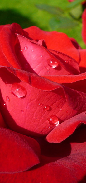 rose