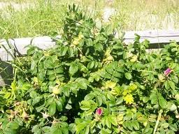 Rosehip