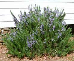 Rosemary