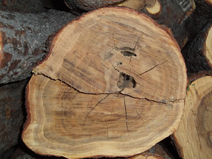 Sandal wood