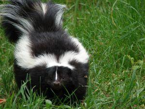 Tuxedo Meets Pepé Le Pew | Earth to Body Tuxedo Meets Pepé Le Pew | Earth to Body