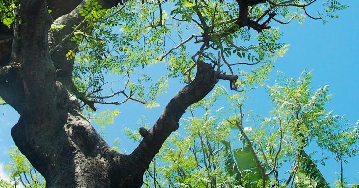 moringa tree