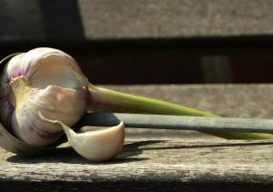 natures antibiotic garlic