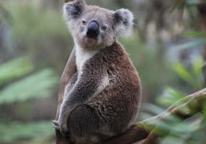 koala bear eucalyptus