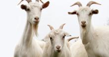 Ask The Goats