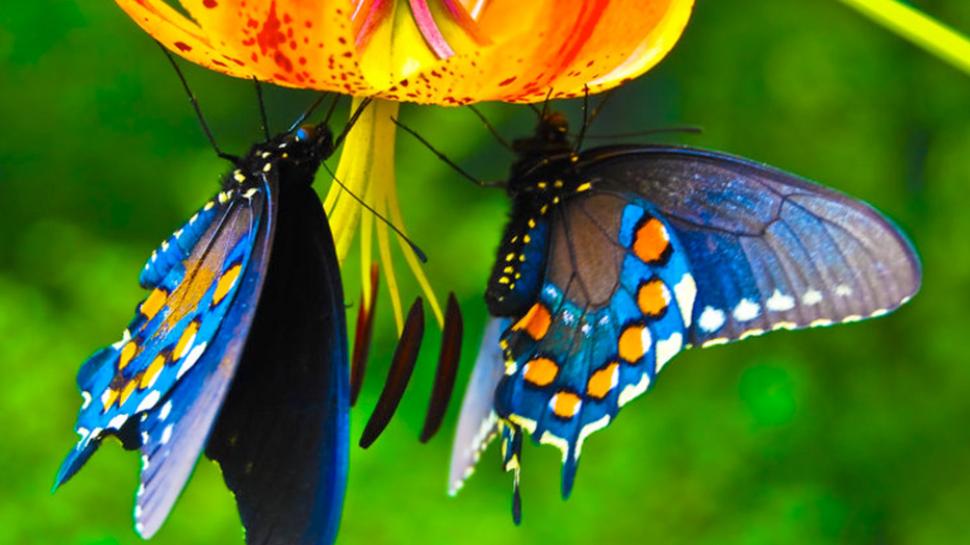 butterflies
