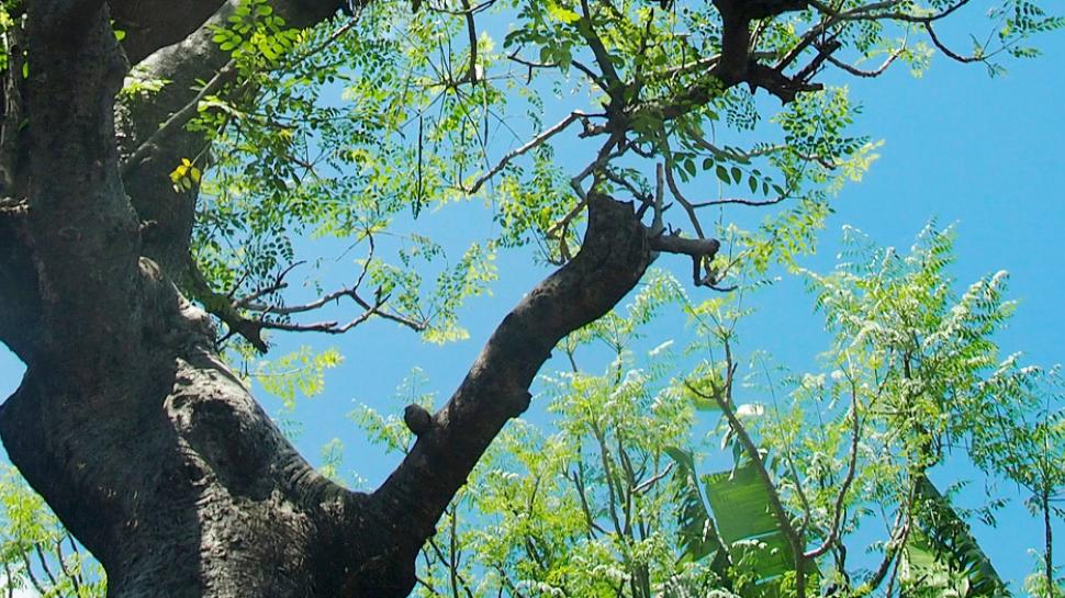 moringa tree