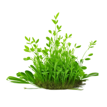 Chlorophylle Chlorophyll