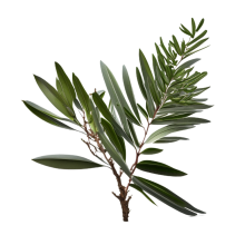 Niaouli