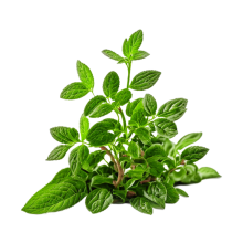 oregano - origan