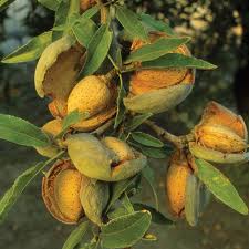 Sweet Almond